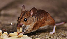 Find Exterminators in Brooke County